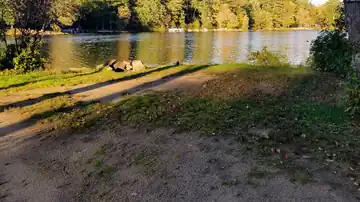 Lakefront campsite 122 featuring a grassy slope with direct walk-in access to Swains Lake